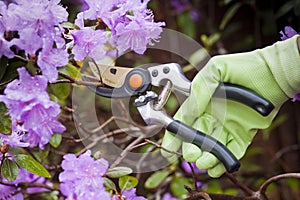 Pruning shrubs