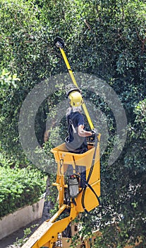 A pruning specialist cuts the branches of trees shading the facades of houses