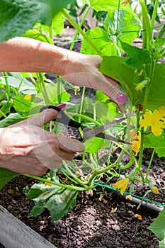 Pruning suckers on cucumbers in the greenhouse