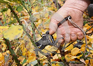 Pruning tips to prevent wind-rock. Shorten the stems of tall bush roses to reduce wind-rock during winter gales photo