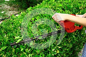 Pruning tool on green shrub