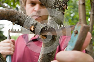 Pruning Tree photo