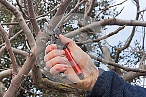 Pruning tree