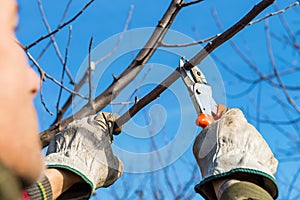 Pruning tree