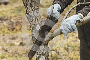 Pruning tree branches in the garden with a hand saw