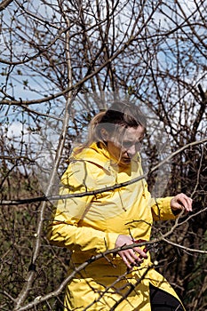 Pruning tree branches in the garden in spring, A woman cuts unnecessary branches from a fruit tree.