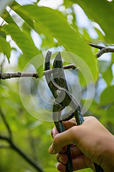 pruning tree branches with tree shears.