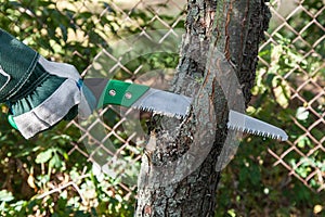 Potatura un albero 