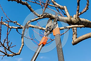 Potatura un albero 