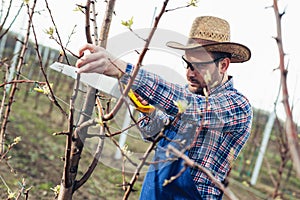 Pruning tree in pear orchard, farmer using handsaw tool