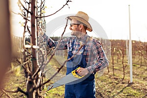 Pruning tree in pear orchard, farmer using handsaw tool