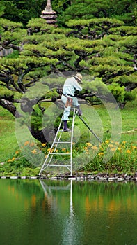 Pruning tree in Ritsurin Koen Garden Takamatsu Japan