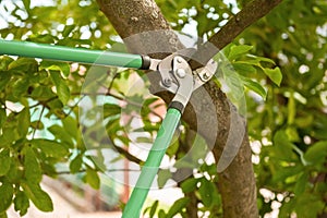 Pruning tree with secateurs outdoors. Gardening tool