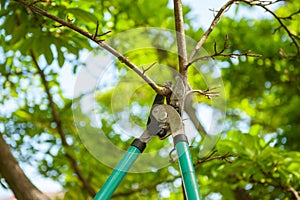 Pruning tree with secateurs. Gardening tool
