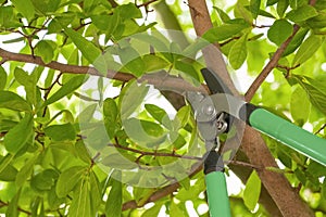 Pruning tree with secateurs outdoors. Gardening tool