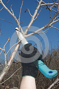 Pruning trees