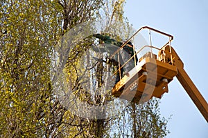 Pruning trees against the sky and a man on a crane