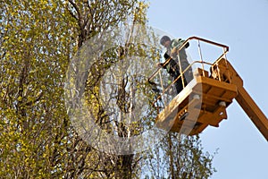 Pruning trees against the sky and a man on a crane