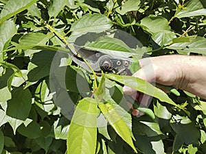 pruning trees, caring for the garden outdoor service season secateurs