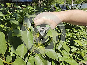 pruning trees, caring for the garden pruning handle outdoor service season secateurs