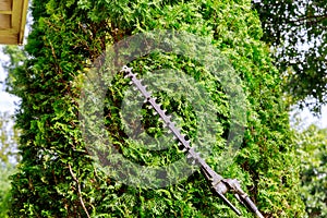 Pruning of trees with gardener in pruning trees with trimmer