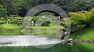 Pruning trees in Ritsurin Koen Garden Takamatsu Japan