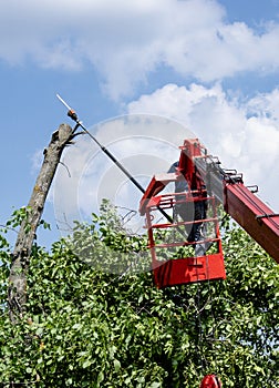 Pruning trees and sawing a man with a chainsaw, a man at high altitude between the branches of an old large tree