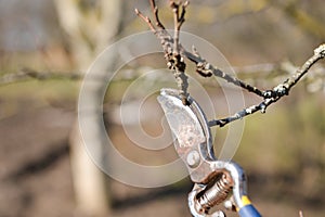 Pruning of trees with secateurs in the garden