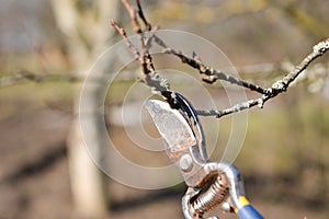 Pruning of trees with secateurs in the garden