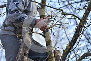 Pruning of trees with secateurs in the garden