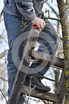 Pruning of trees with secateurs in the garden