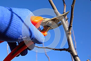 Pruning of trees with secateurs. Gardener with garden tool close up, gardener pruning branches with pruning shears