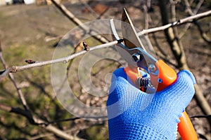 Pruning of trees with secateurs. Gardener with garden tool close up, gardener pruning branches with pruning shears