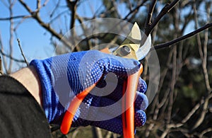 Pruning of trees with secateurs. Gardener with garden tool close up, gardener pruning branches with pruning shears