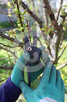 pruning trees in the spring garden