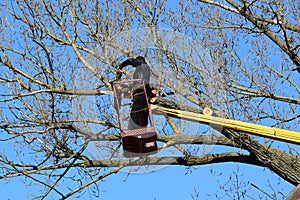 Pruning trees using a lift-arm