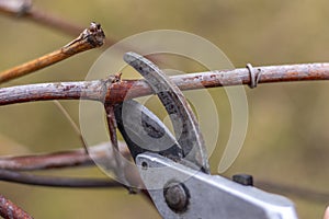 Pruning a vine. Spring work in a vineyard. Close up, blurred background.