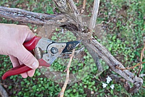 Pruning in a vineyard