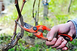 Pruning of the vineyards