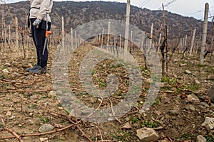 Pruning vineyards
