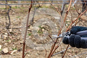 Pruning vineyards