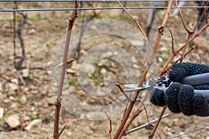 Pruning vineyards
