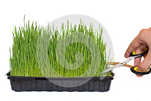 Pruning of wheat germinated in a container with scissors