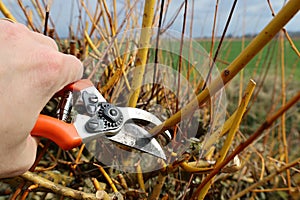 Pruning willow twigs and branches, from which Easter whip and wicker baskets are made.