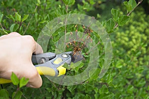 pruning wilted lilac flowers, garden work in the summer season after the bloom of the quids