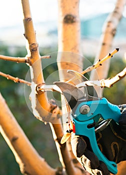 Pruning of a young apple tree in spring