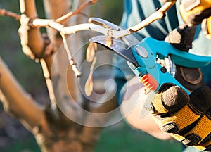 Pruning of a young apple tree in spring