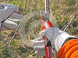 Pruning young fruit tree