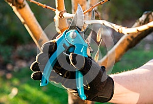 Pruning of a young apple tree in spring
