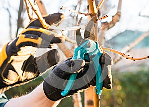Pruning of a young apple tree in spring